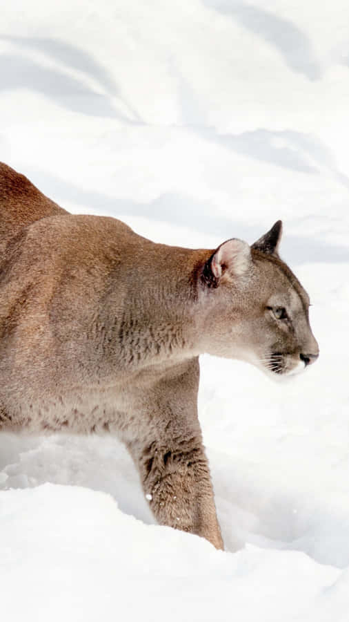 Mountain Lionin Snow Wallpaper