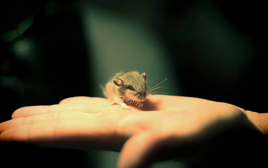 Mouse On A Palm Wallpaper
