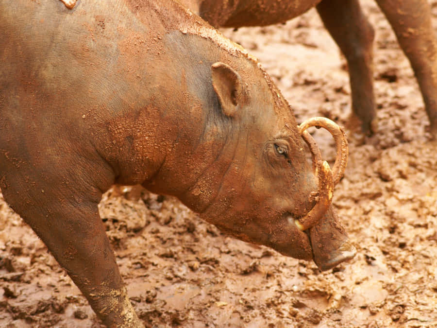 Muddy Babirusa Side View Wallpaper