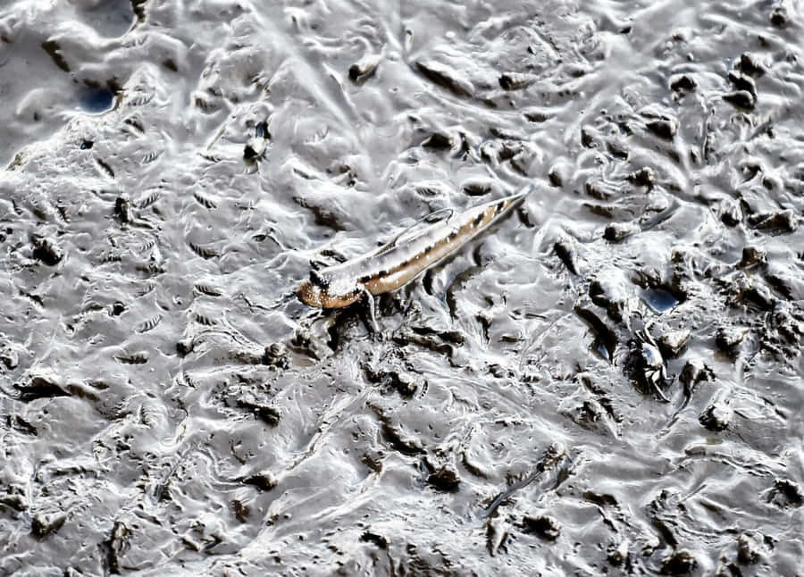 Mudskipperin Muddy Habitat Wallpaper