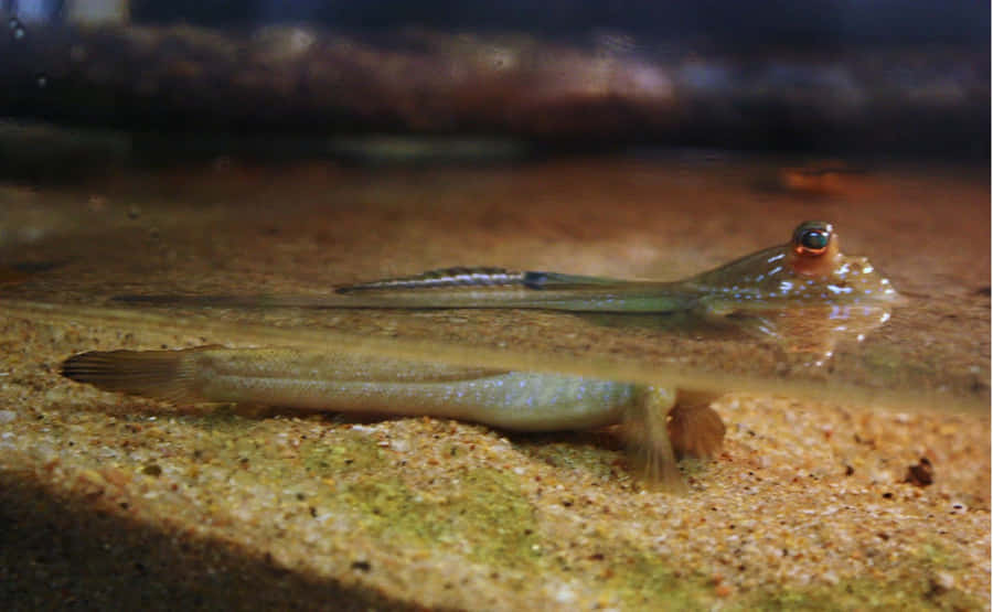 Mudskipperon Sandbank.jpg Wallpaper