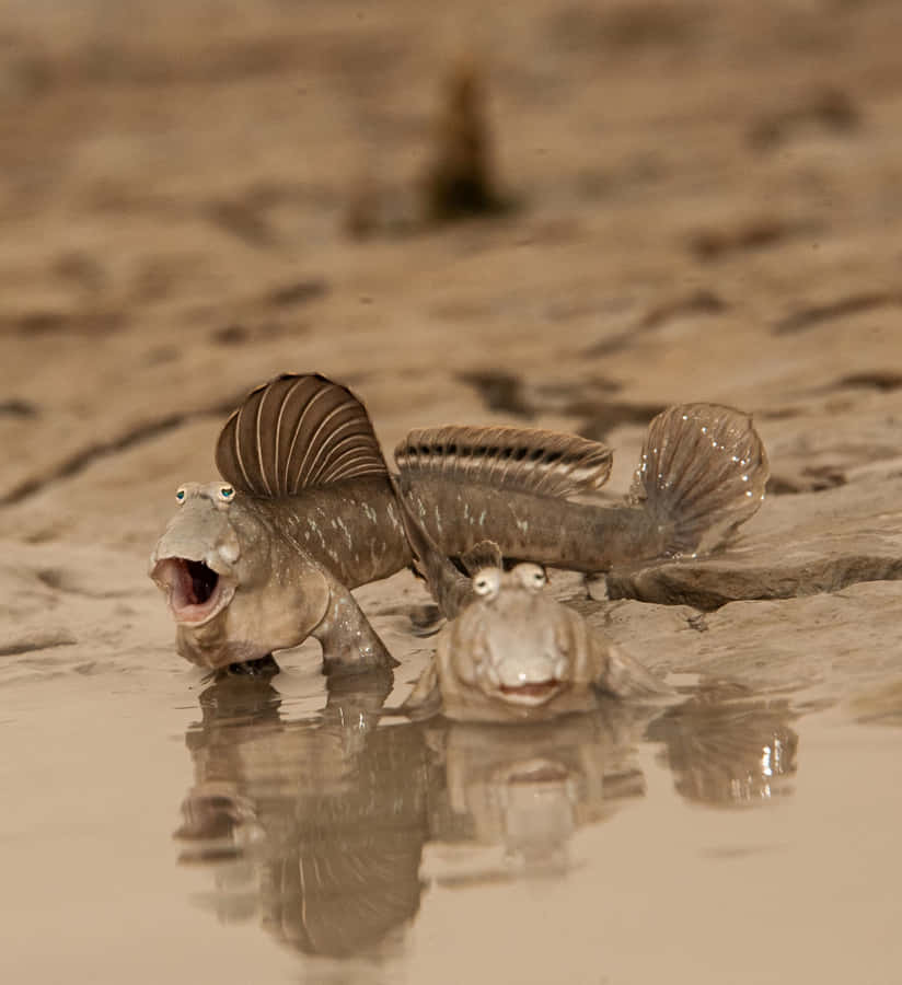 Mudskipperson Muddy Shore.jpg Wallpaper