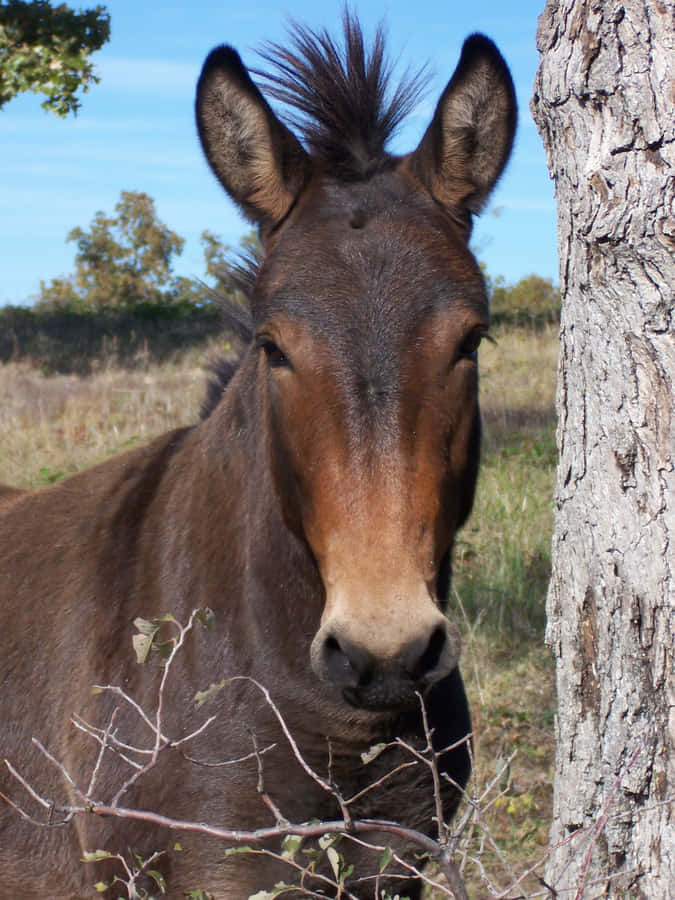 Mule Peeking Around Tree Wallpaper