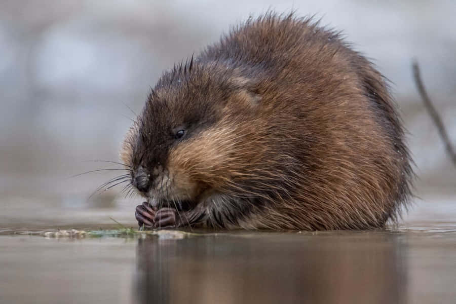Muskrat Eating On Water Edge Wallpaper