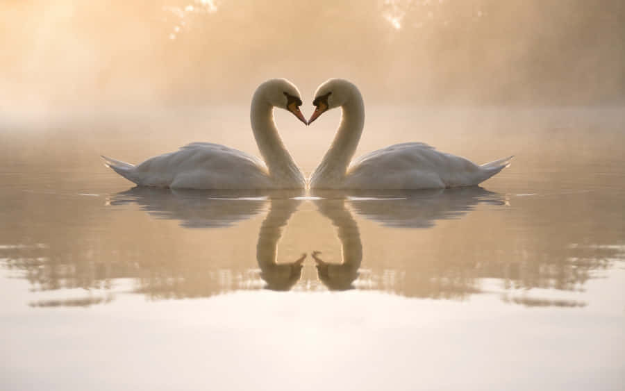 Mute Swans Kissing [wallpaper] Wallpaper