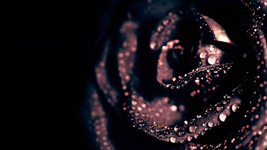 Mysterious Black Rose In Full Bloom Wallpaper