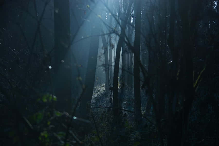 Mystic Forest Morning Light Wallpaper