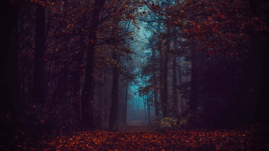 Mystical Autumn Forest Path Wallpaper