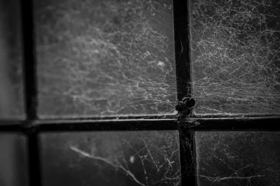 Mystical Cobwebs Glistening In The Dark Wallpaper