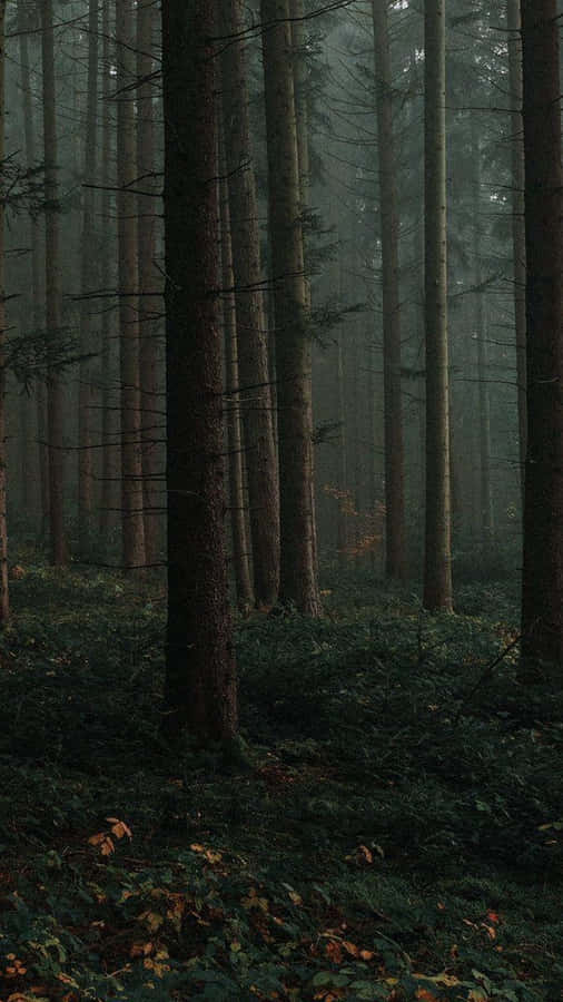 Mystical_ Forest_ Dusk_ Dark_ Cottagecore_ Aesthetic.jpg Wallpaper