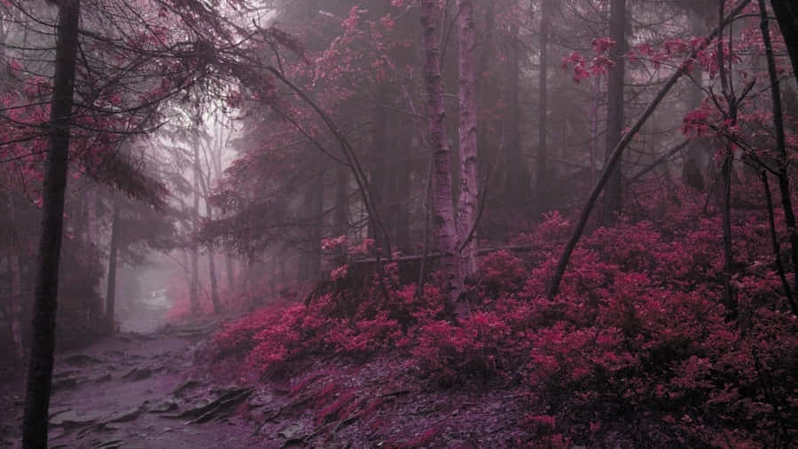 Mystical_ Pink_ Forest_ Fog Wallpaper