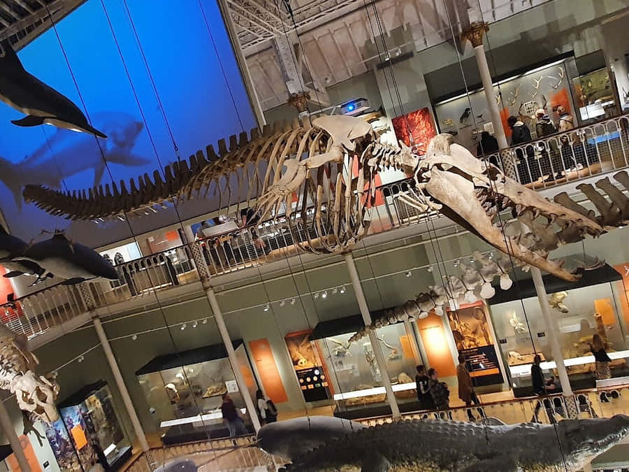 National Museum Scotland Dinosaur Exhibit Wallpaper