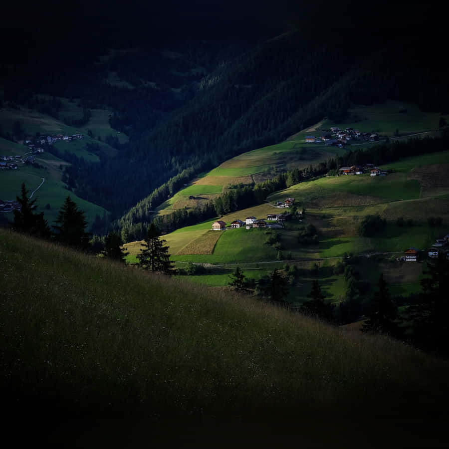 Natural Beauty Of The Dark Green Forest Wallpaper