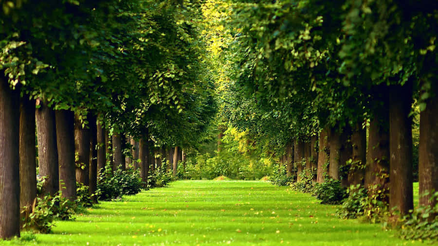 Natural Green Garden Forest Desktop Wallpaper