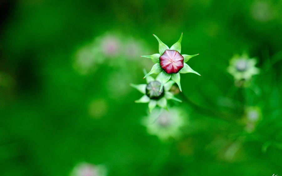 Nature Blur Flower Buds Wallpaper