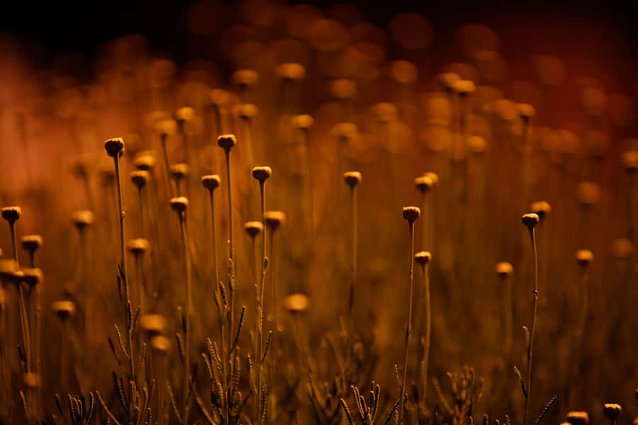 Nature Brings Us Harmony Wallpaper