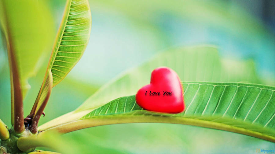 Nature Love Heart On Leaf Wallpaper