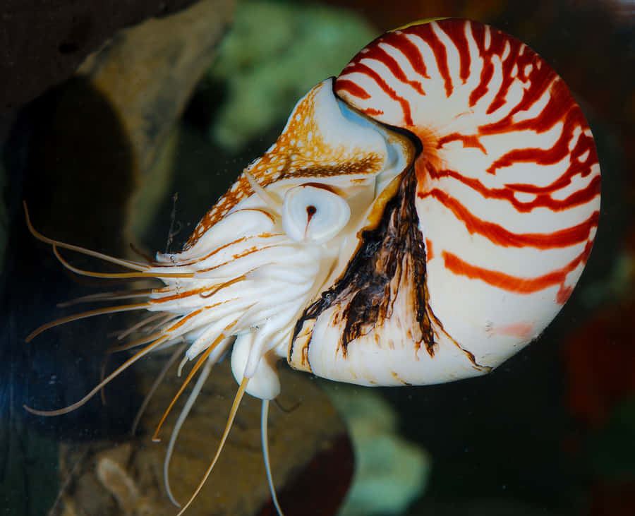 Nautilus Pompilius Swimming Wallpaper