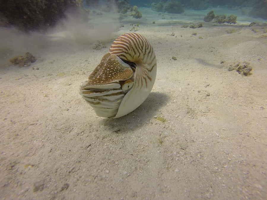Nautilus Pompilius Swimming Underwater.jpg Wallpaper