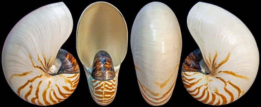 Nautilus Shell Comparison Wallpaper