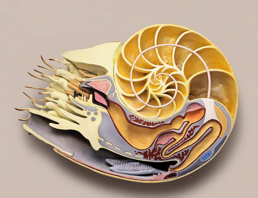 Nautilus Shell Cross Section Wallpaper
