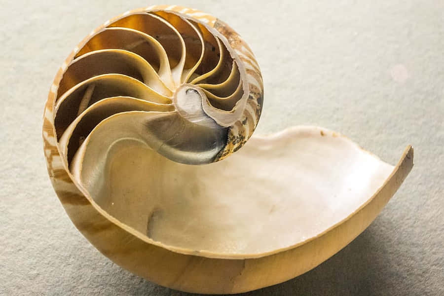 Nautilus Shell Cross Section Wallpaper