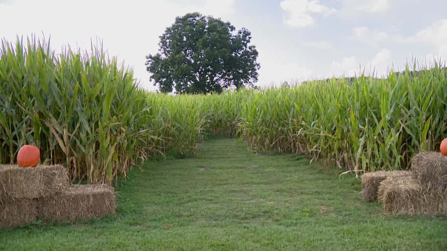 Navigate A Spooky Adventure At A Haunted Corn Maze Wallpaper