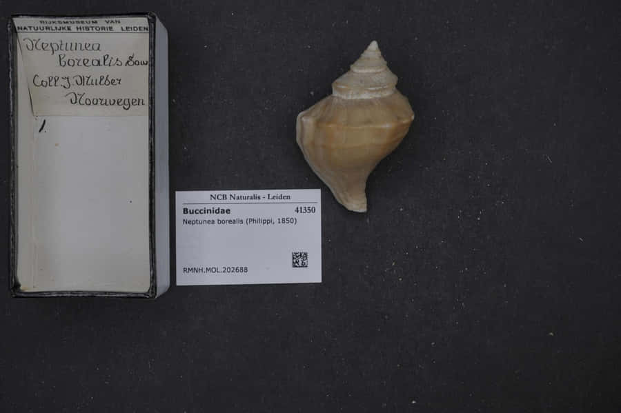 Neptuneaborealisshellspecimen41350 Wallpaper