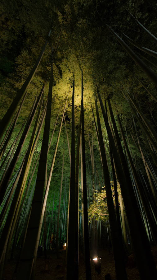Nighttime Bamboo Forest Iphone Wallpaper