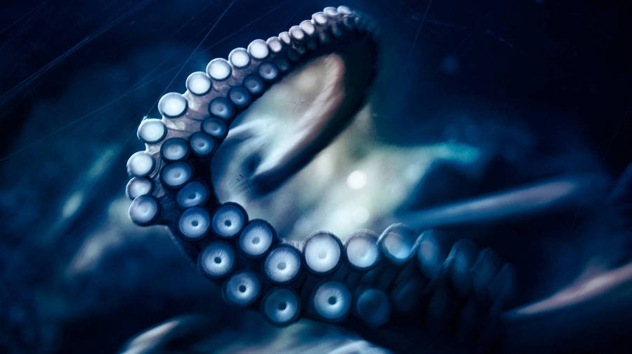 Nighttime Blue Octopus Wallpaper