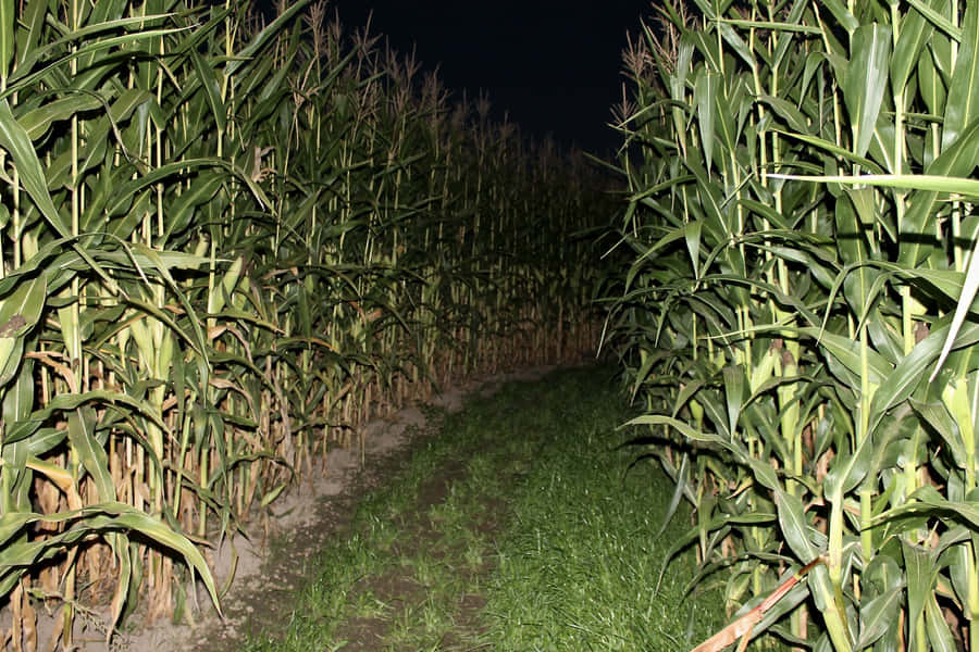 Nighttime Corn Maze Path Wallpaper