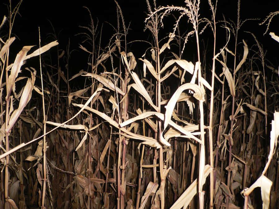 Nighttime Cornfield Pathway Wallpaper