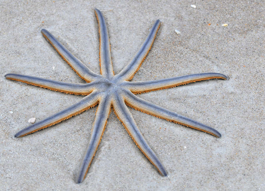 Nine Armed Sea Staron Sand Wallpaper