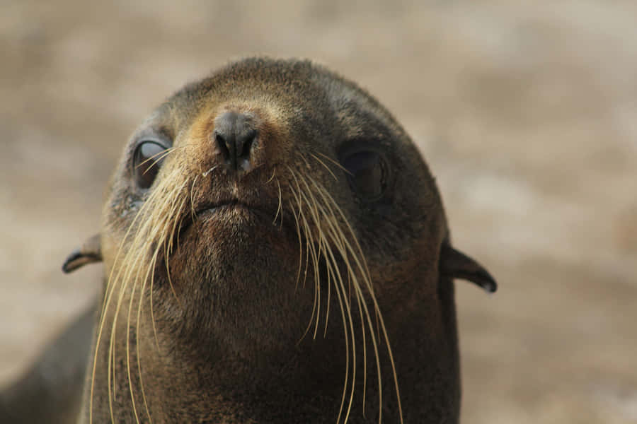 Northern Fur Seal Close Up Wallpaper