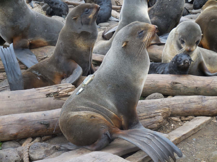 Northern Fur Seal With Tracking Device Wallpaper