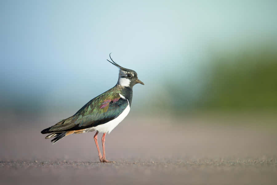 Northern Lapwingin Habitat.jpg Wallpaper