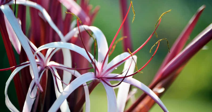 Northern Lights Illuminating The Night Sky In Iceland Wallpaper
