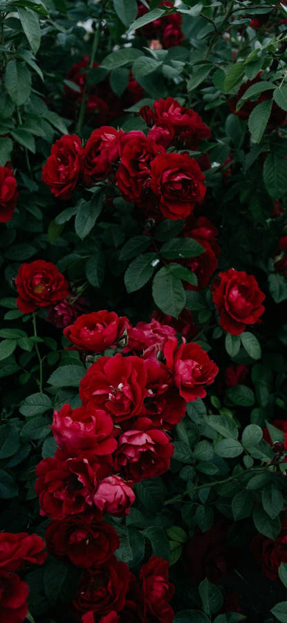 Note 10 Plus Rose Bush Wallpaper