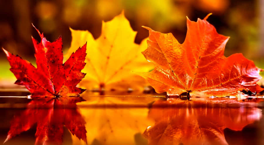 November Fall Leaves Close-up Wallpaper