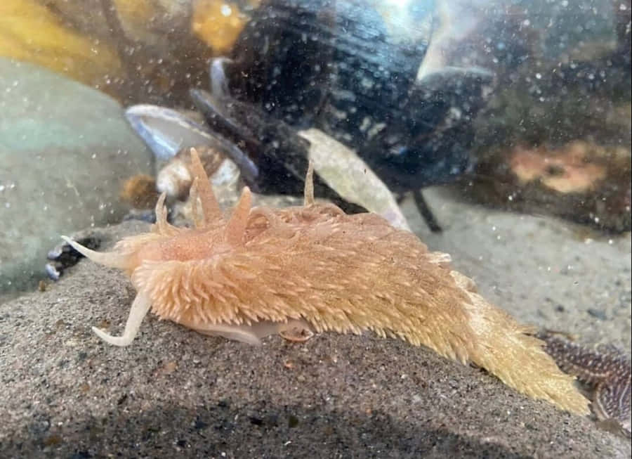 Nudibranchon Aquarium Sand Wallpaper