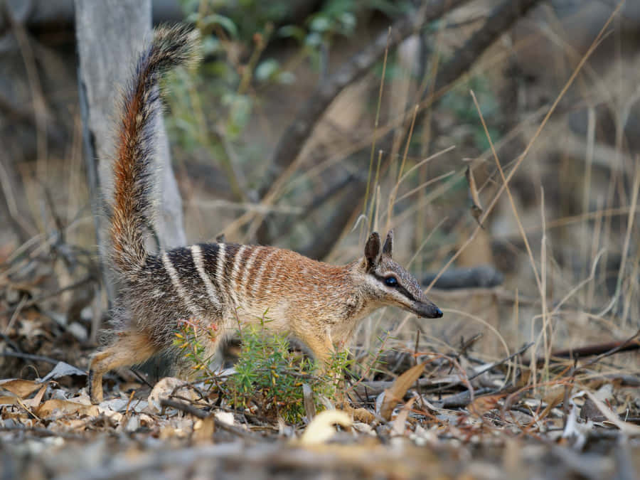 Numbatin Natural Habitat Wallpaper
