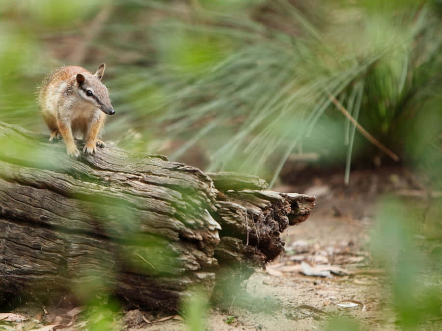 Numbaton Login Natural Habitat.jpg Wallpaper