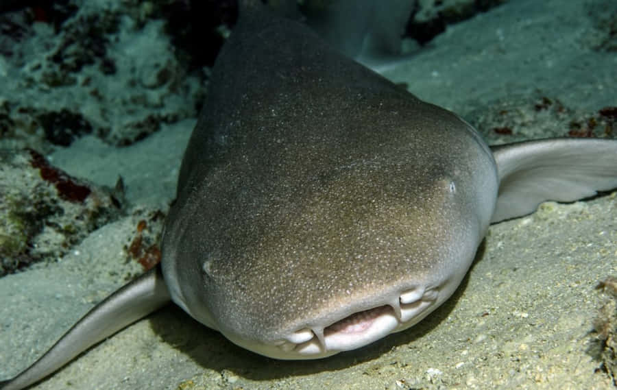 Nurse Shark Restingon Ocean Floor Wallpaper