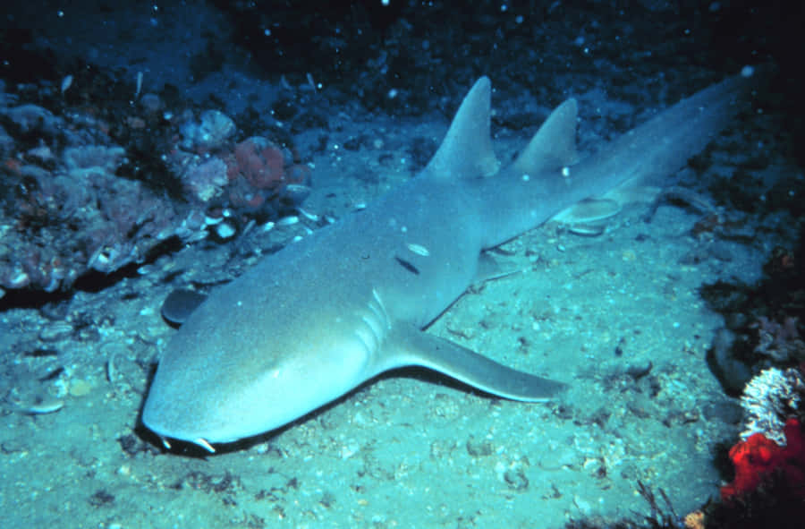 Nurse Shark Restingon Ocean Floor Wallpaper