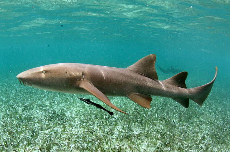 Nurse Shark Swimming Over Seagrass Bed Wallpaper