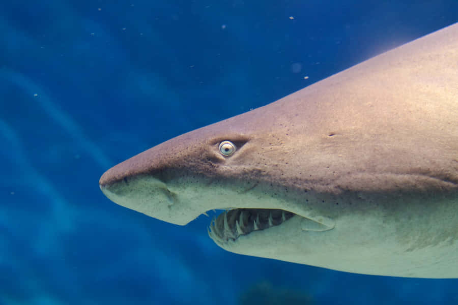 Nurse Shark Up Close Wallpaper