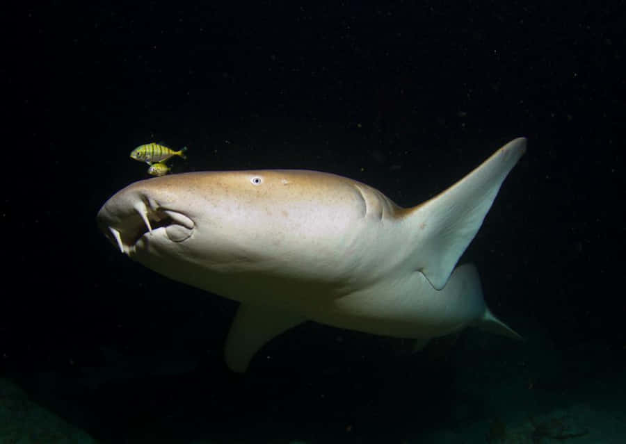 Nurse Shark With Pilot Fish Wallpaper
