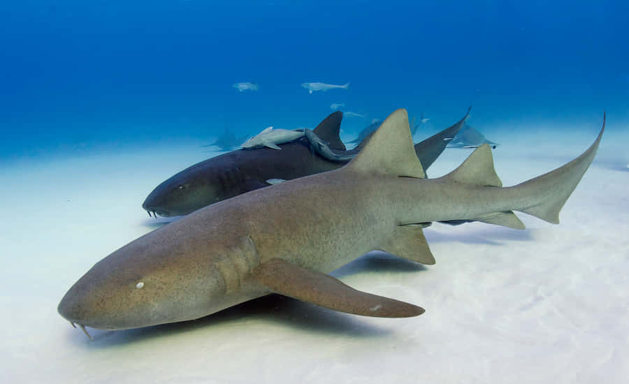 Nurse Sharks Restingon Ocean Floor Wallpaper