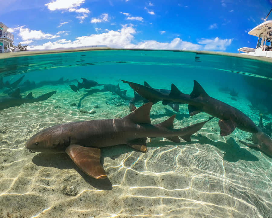 Nurse Sharks Swimming Crystal Clear Waters Wallpaper
