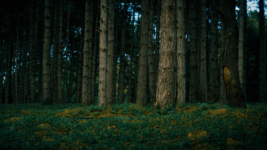 Oak Trees Serbia Wallpaper